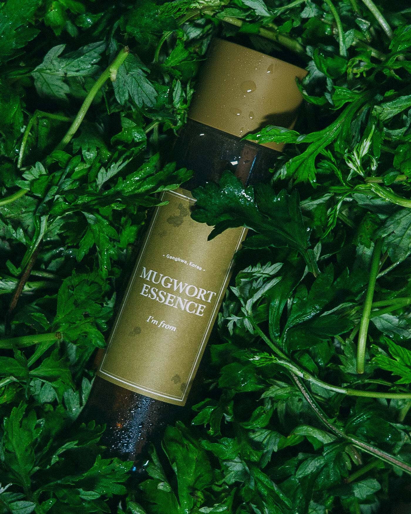 Mugwort Essence