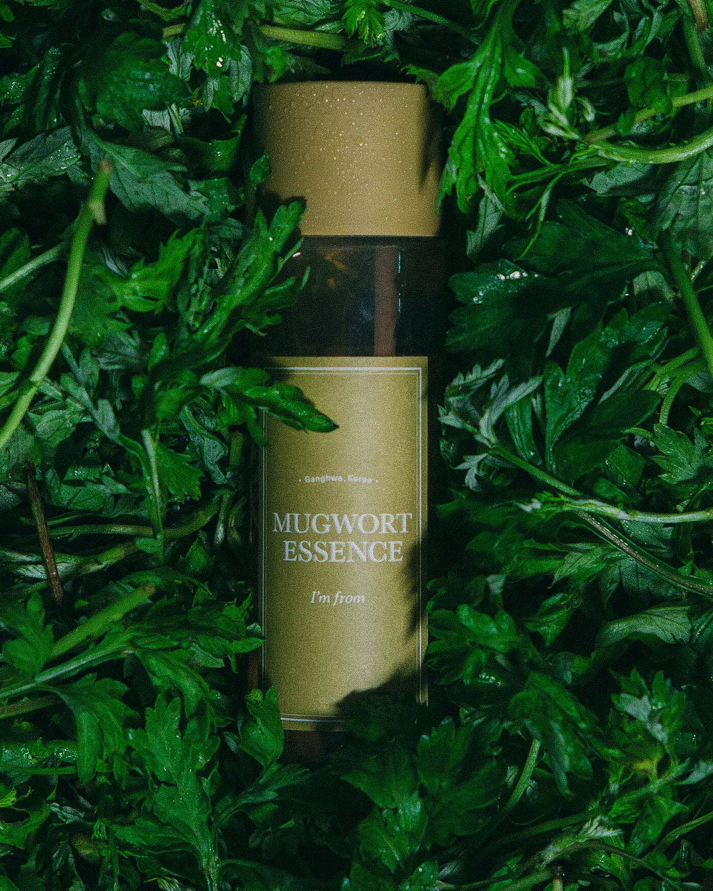 Mugwort Essence