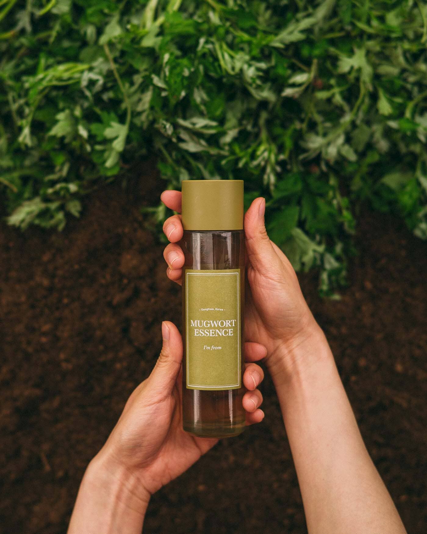 Mugwort Essence