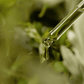 Mugwort Serum