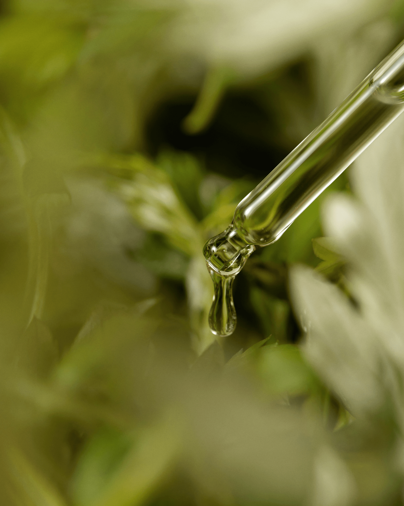 Mugwort Serum